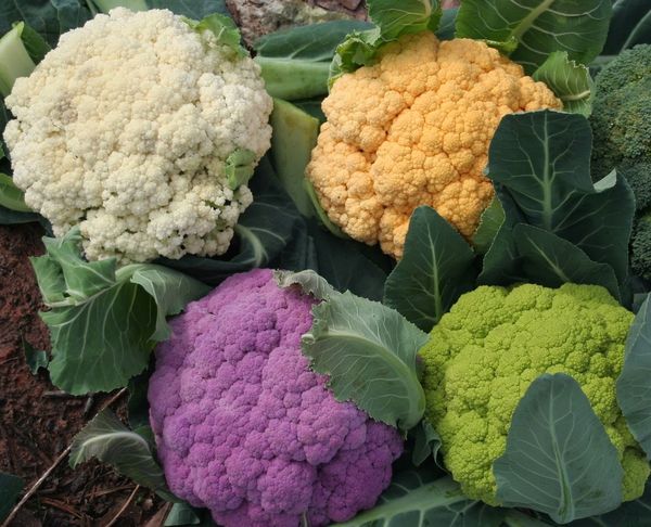 Блюда из цветной капусты на сковороде. Рецепты с мясом, в кляре, постные, пошагово