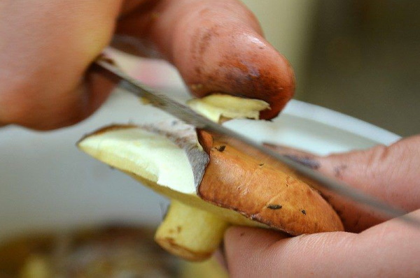 Маслята с картошкой жареные. Рецепт в духовке, мультиварке, на сковороде со сметаной, сливками