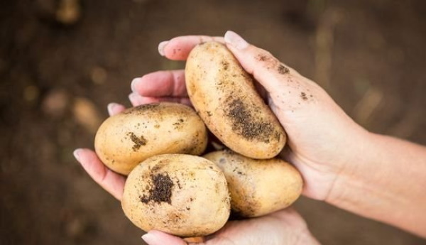 Запеканка картофельная с рыбой в духовке, мультиварке, на сковородке. Рецепты со сметаной, молоком, яйцом, грибами