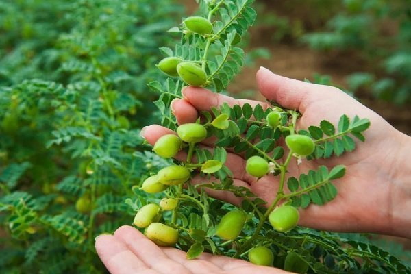 суп куриный с нутом в мультиварке. nut2. суп куриный с нутом в мультиварке фото. суп куриный с нутом в мультиварке-nut2. картинка суп куриный с нутом в мультиварке. картинка nut2. Зима нынче сырая, промозглая ветреная. Ни снежку тебе скрипучего, ни морозца ядреного, ни солнечного блеска на заиндивевших ветвях. Это не те холода, что полезны для здоровья! Это леденящая сырость, от которой хочется чихать и кашлять, и прятаться дома, и лечиться горячим куриным супчиком.