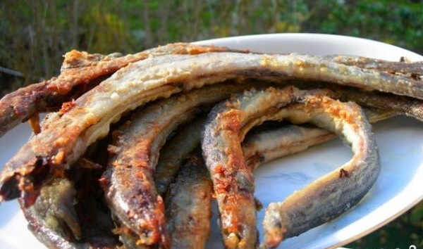 Угорь рыба. Фото речной, морской, как приготовить