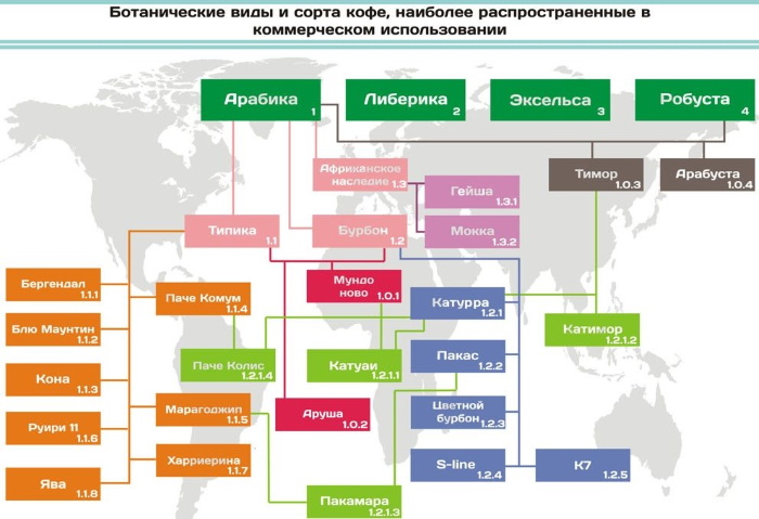Виды кофе и способы приготовления