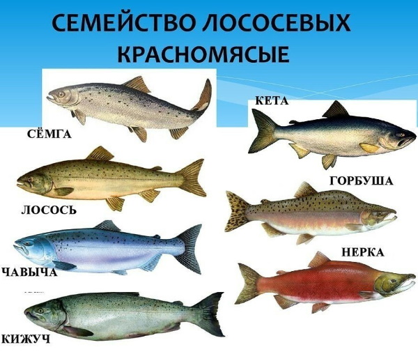 Красная рыба в сливочном соусе на сковороде. Рецепт с фото