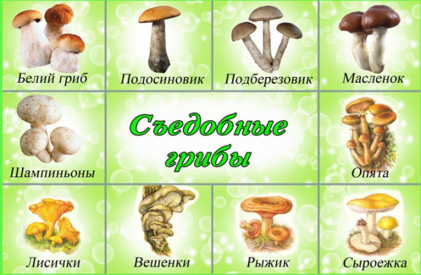 Жареные грибы на зиму в банках. Рецепты без стерилизации