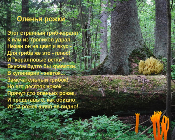 Грибы Оленьи рожки. Фото, как готовить, рецепты