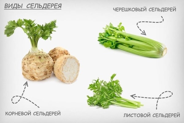 Салат с сельдереем, яблоком и морковью. Рецепты